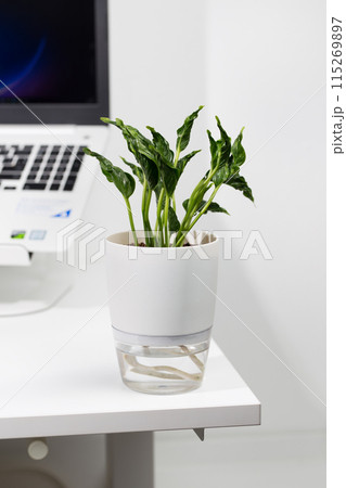 Epipremnum Aureum shangri la 115269897