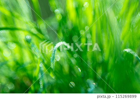 Dew on green grass 115269899