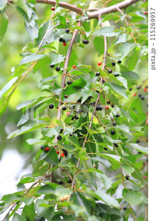 枝垂(シダレザクラ)の赤い実と黒く熟した実 枝垂(シダレザクラ)の赤い実と黒く熟した実 115269957