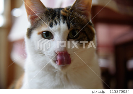 舌を出す猫 115270024