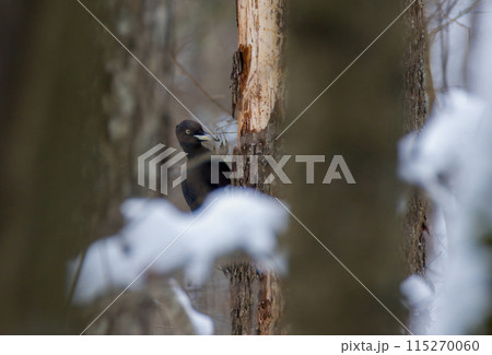 Black Woodpecker (Dryocopus martius) female on alder tree trunk 115270060