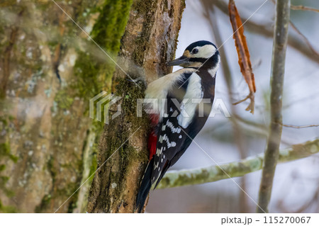 Great spotted woodpecker (Dendrocopos major) looking at camera 115270067