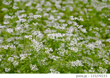 コリアンダーの花 コリアンダーの花 115270153