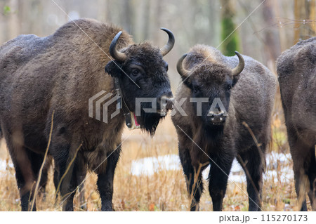 Two free ranging European Bison in wintertime forest Two free ranging European Bison in wintertime forest 115270173