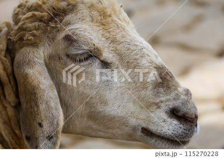 Close up head baby Sheep is rest 115270228