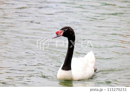 The black neck and White goose in river The black neck and White goose in river 115270231