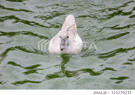 The white call duck(anas platyrhynchos domesticus)in the garden The white call duck(anas platyrhynchos domesticus)in the garden 115270232