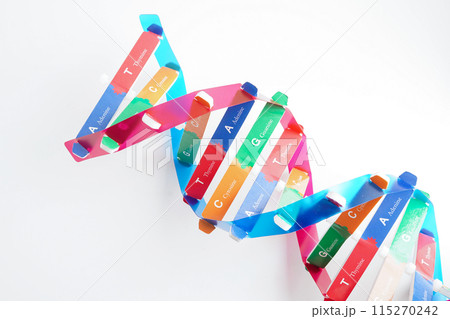 Deoxyribonucleic acid or DNA, double helix chains structure formed by base pairs attached to a sugar phosphate backbone. Deoxyribonucleic acid or DNA, double helix chains structure formed by base pairs attached to a sugar phosphate backbone. 115270242
