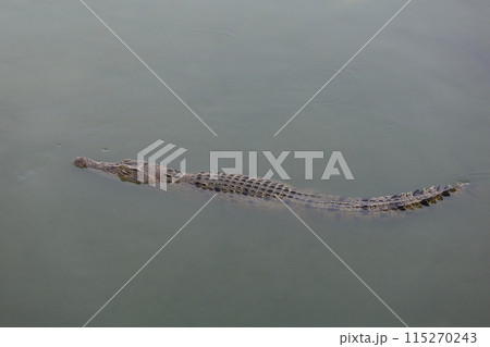 The salt crocodile swimming on the river near canal 115270243