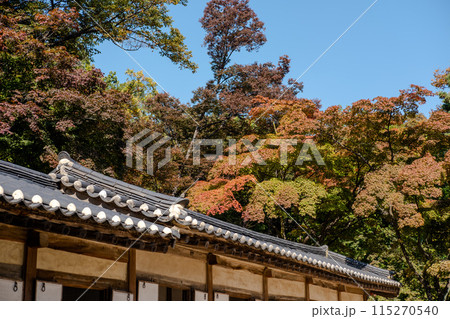 Korean Traditional Building in Secret Garden or Huwon of Changdeokgung Palace with beautiful autumn foliage. It was used as a place of leisure by members of the royal family Korean Traditional Building in Secret Garden or Huwon of Changdeokgung Palace with beautiful autumn foliage. It was used as a place of leisure by members of the royal family 115270540