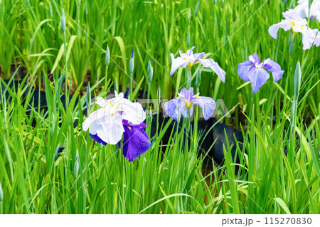 神奈川県小田原市　小田原城の花菖蒲 115270830