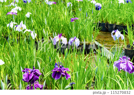 神奈川県小田原市　小田原城の花菖蒲 115270832