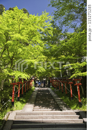 鞍馬寺 新緑と木漏れ日が美しい参道 縦構図1 鞍馬寺 新緑と木漏れ日が美しい参道 縦構図1 115271285