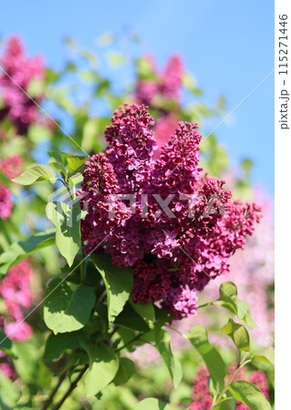 bushes of blooming lilac in city, beautiful purple flowering trees in park or in meadow bushes of blooming lilac in city, beautiful purple flowering trees in park or in meadow 115271446