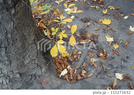 Closeup shot of fallen horse chestnut tree branch with bright yellow leaves among dried autumn foliage on dark ground in forest at sunny day. With no people beautiful autumnal natural background. 115271632