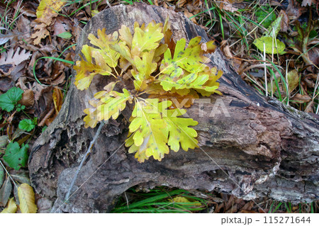 Closeup top view of fallen oak branch with lush yellow autumn leaves lying on tree stump in deciduous forest at sunny october day. With no people beautiful autumnal season natural background. Closeup top view of fallen oak branch with lush yellow autumn leaves lying on tree stump in deciduous forest at sunny october day. With no people beautiful autumnal season natural background. 115271644