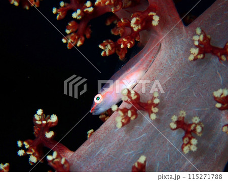 スケロクウミタケハゼ　伊豆大島　1 115271788