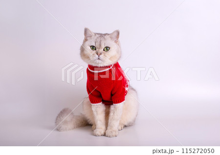 Charming white cat in a red sweater, sitting on a white background 115272050