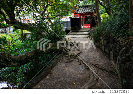 鵜戸神宮　アコウの木 115272053