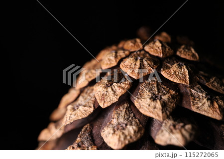 Pine cone in close-up on a black background 115272065
