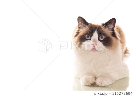 Beautiful young healthy Ragdoll cat on a white background. 115272694
