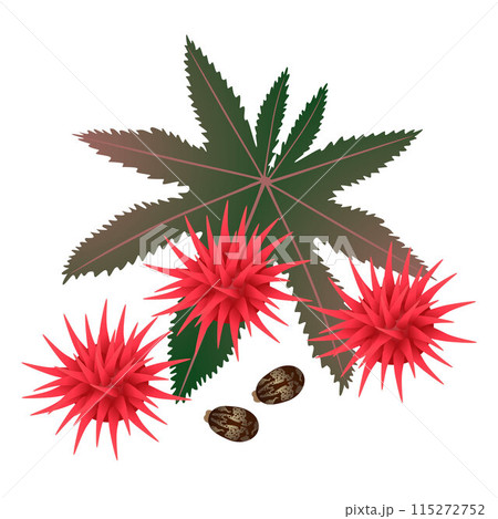 Castor oil fruits and seeds on white background. Castor oil fruits and seeds on white background. 115272752