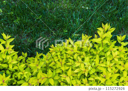 Fresh green leaves of Spiraea japonica over dark green grass Fresh green leaves of Spiraea japonica over dark green grass 115272926