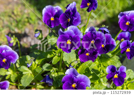 Viola tricolor, macro photo of dark purple flowers Viola tricolor, macro photo of dark purple flowers 115272939