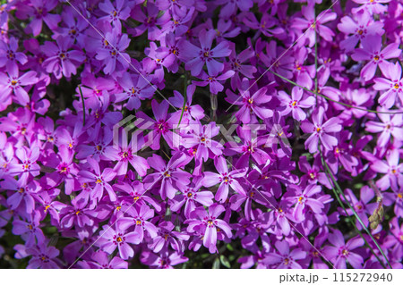 Purple flowers on a sunny day, natural background. Phlox subulata Purple flowers on a sunny day, natural background. Phlox subulata 115272940