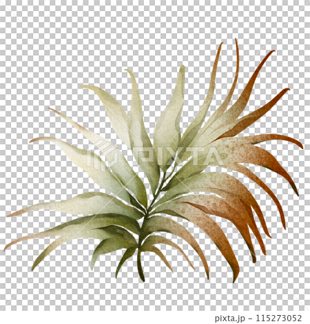 Watercolor areca branch. Palm leaf illustration. Green tropical plant. Exotic botanical on a white background. Silhouette of a lush plant. Jungle flora hand painted. Watercolor areca branch. Palm leaf illustration. Green tropical plant. Exotic botanical on a white background. Silhouette of a lush plant. Jungle flora hand painted. 115273052