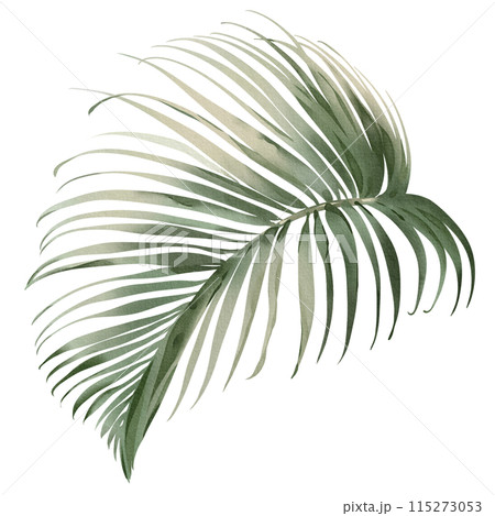 Watercolor areca branch. Palm leaf illustration. Green tropical plant. Exotic botanical on a white background. Silhouette of a lush plant. Jungle flora hand painted. 115273053