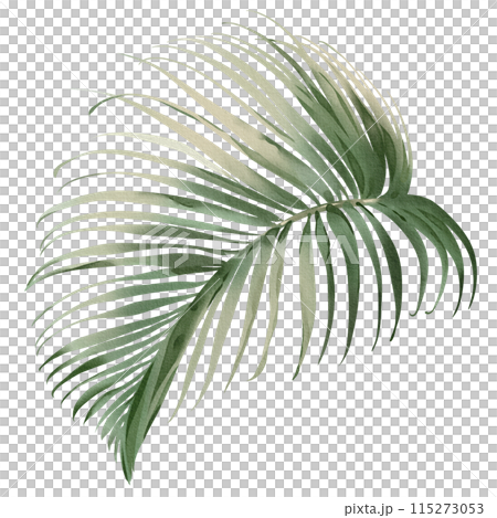 Watercolor areca branch. Palm leaf illustration. Green tropical plant. Exotic botanical on a white background. Silhouette of a lush plant. Jungle flora hand painted. 115273053