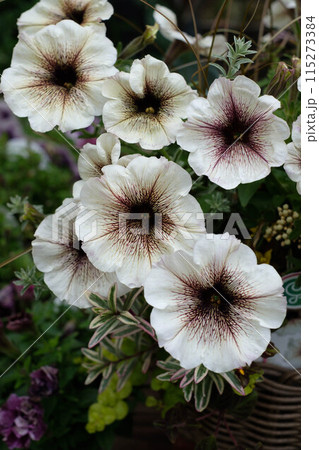白と茶色のサフィニアの花 白と茶色のサフィニアの花 115273384