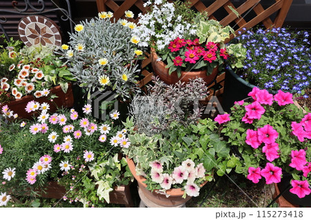 カラフルな花の寄せ植え＆寄せ鉢 115273418