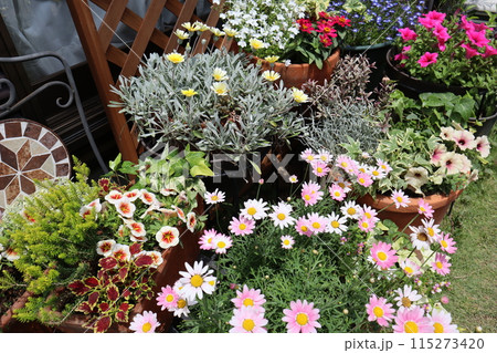 裏庭の花の寄せ植え&寄せ鉢 裏庭の花の寄せ植え&寄せ鉢 115273420