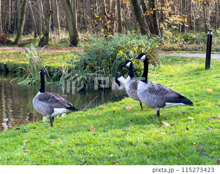 Bar Headed Gooses on the grass in a park . Bar Headed Gooses on the grass in a park . 115273423