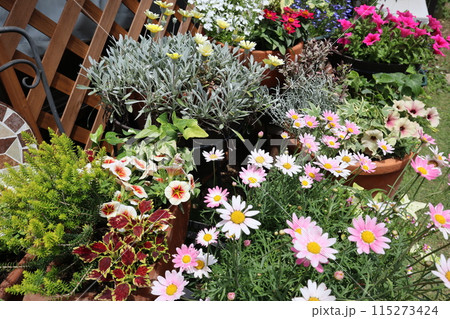 カラフルな花の寄せ植え＆寄せ鉢 115273424