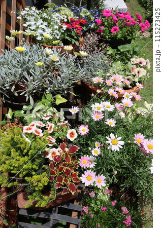 春、夏の花の寄せ植え＆寄せ鉢 115273425
