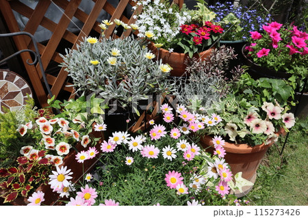 カラフルな花の寄せ植え＆寄せ鉢 115273426