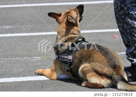伏せて待つ警備犬　警備犬の訓練展示 115273618