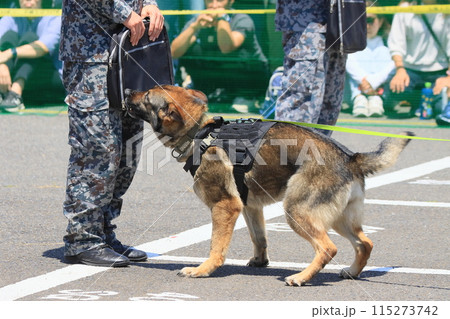 爆発物の探知訓練をする警備犬　荷物の匂いを嗅ぐ警備犬 115273742