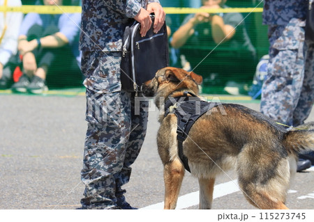 爆発物の探知訓練をする警備犬　荷物の匂いを嗅ぐ警備犬 115273745