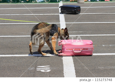 爆発物の探知訓練をする警備犬　荷物の匂いを嗅ぐ警備犬 115273748