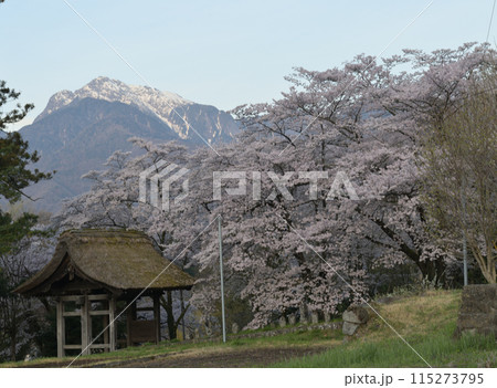 北杜市白州町、山寺の山門を覆う満開の桜、遠く遠く南アルプス甲斐駒ケ岳 115273795