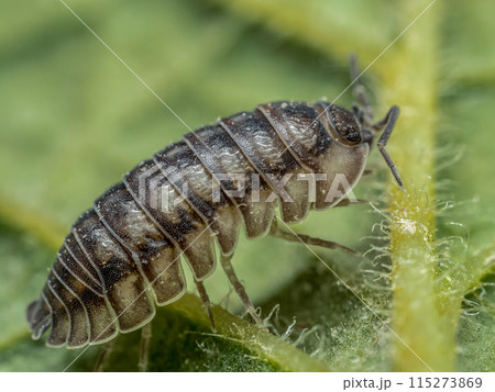 Nosy Pill Woodlouse on green leaf Nosy Pill Woodlouse on green leaf 115273869