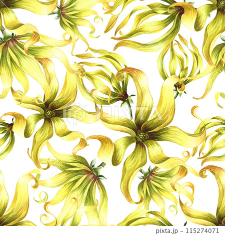 Seamless pattern with ylang ylang flowers. A hand-drawn watercolor illustration. For textiles, wallpapers and backgrounds. For packaging paper and labels, printing and decoration 115274071
