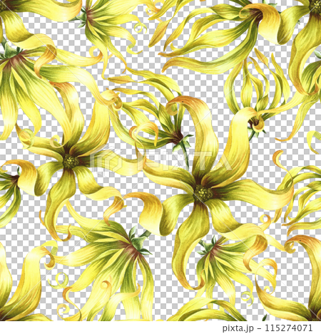 Seamless pattern with ylang ylang flowers. A hand-drawn watercolor illustration. For textiles, wallpapers and backgrounds. For packaging paper and labels, printing and decoration 115274071