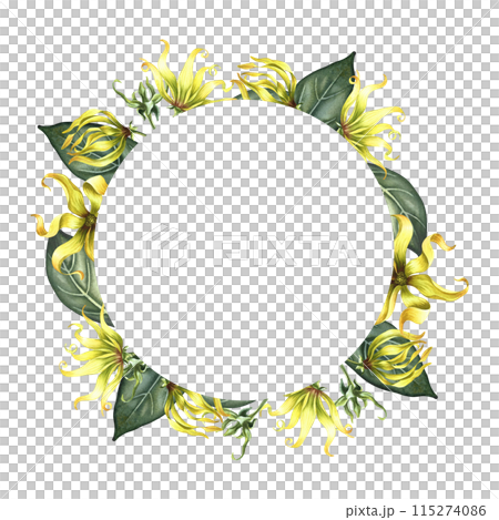 Aroma-flowers. Round frame with ylang-ylang, tropical fragrant flowers. Handmade watercolor illustration. For packaging and labels. For posters, flyers, greeting cards and invitations. 115274086