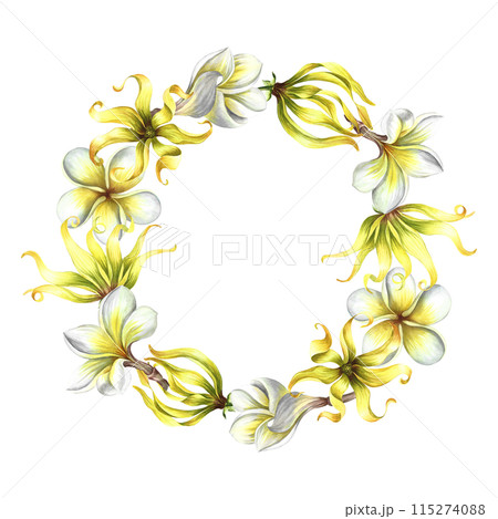 Aroma-flowers. Round frame with plumeria and ylang-ylang, tropical fragrant flowers. Handmade watercolor illustration. For packaging and labels. For posters, flyers, greeting cards and invitations. 115274088