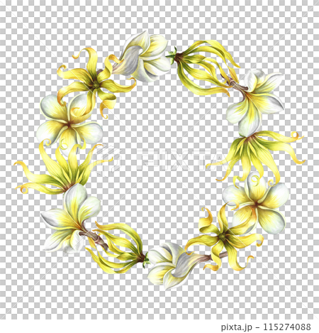 Aroma-flowers. Round frame with plumeria and ylang-ylang, tropical fragrant flowers. Handmade watercolor illustration. For packaging and labels. For posters, flyers, greeting cards and invitations. 115274088
